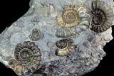 Ammonite (Promicroceras) Cluster - Somerset, England #86224-2